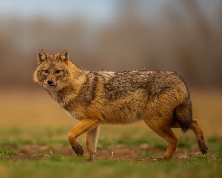African Wolf in Tanzania
